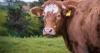 Cattle numbers in EU sees continued decline as European beef production slows