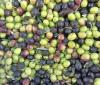 Omani olive oil brand Olio wins three gold medals at international competitions