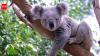 DNA from 457 koalas suggests the species nearly went extinct 100,000 years ago, before humans reached Australia