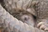 Wildlife Crime Is a $23 Billion Industry. Tech Giants Just Picked a Side.