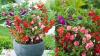 Gardening Tips: These 3 Low-Maintenance Plants Keep Your Garden Colourful All Year