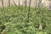 Cannabis factory with around 300 plants discovered in the Moy area