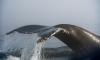 Marine monitoring network in Quebec could help improve environmental regulations