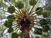 Abu Dhabi launches date palm documentation initiative