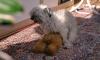 It's not just sex! Scientists reveal the five surprising reasons dogs mount people, toys and each other