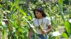 What America 250 means to Cape Cod’s Wampanoag tribes