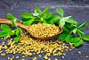 The ancient seed in modern medicine: Fenugreek’s promise and peril in the quest for wellness