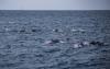 Take an educational whale watching tour with Aquarium of the Pacific naturalists