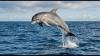 Residents kept reporting dolphins in two Japanese bays. Underwater microphones revealed how frequently they visit