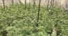 Man arrested after discovery of cannabis factory in Co Tyrone