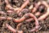 The Worms Helping Your Garden Are Ravaging U.S. Forests