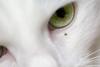 Missouri cat owners urged to move fast as tick-borne bobcat fever turns deadly in days