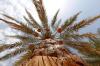 Abu Dhabi initiates date palm varieties inventory project