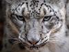 Could destruction of Kyrgyzstan’s Snow Leopard habitat amount to ecocide?