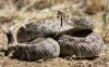Bermuda brings in snake-sniffing dogs after rattlesnake report near resort golf course