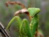 The Invasive Mantis Quietly Conquering Europe, One Country at a Time