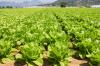 Taco Bell in Canada says its lettuce is safe to eat