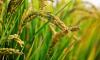 Guyana Provides G$2.76 Billion to Support Rice Farmers Amid Global Price Pressures
