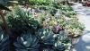 Create a fire-resistant garden for Portugal’s hot summers