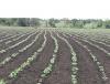 Rain Deficit Leaves Adilabad Farmers Anxious Over Kharif Crops