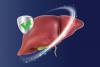 This Experimental Drug Repaired the Gut and Reversed Severe Fatty Liver Disease