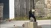 Rescue mission launched for escaped hornbill in Cornish village
