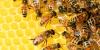 How bees help Arizona farms, like Agritopia, make honey you can’t find anywhere else