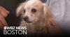3 adorable dogs up for adoption through Massachusetts shelter