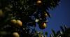 How Western Cape citrus aims to unlock export growth through economic diplomacy