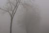 WEATHER: Morning fog and isolated showers expected