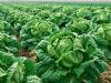 Publisher's Platform: Reap What You Sow