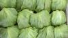 Taylor Farms to Remove Products After Lettuce Is Linked to Cyclospora Cases