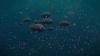 Study finds microplastics in 92% of deep-sea animals, with Indian Ocean far more polluted