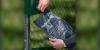 Dog Walkers Asked To Bring Waste Bags