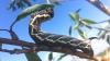Discovery of 2 Hawaiian insects ‘unexpected and encouraging,’ offer hope for rare species