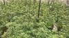 Man arrested after PSNI find cannabis factory