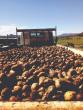 Potato Prices Rise to R4,872 per Ton in Regional Markets
