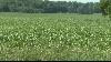 Farmers see favorable Michigan corn season as warm nights and timely rains boost crops