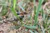 At a Delaware garden, giant wasps are the wildlife visitors are told not to fear