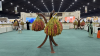 A cultural date with Liwa: Oasis town shines as community celebrates the palm tree