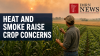 Heat and Wildfire Smoke Raise Concerns for Minnesota Crops