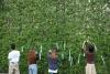 Green ribbon drive fights tree cutting in Pangasinan
