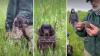 At an Illinois preserve, 3 turtle-sniffing dogs are helping scientists work much faster