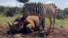 Kenya rhino, zebra orphaned days apart form a bond so close keepers call them 'twins'