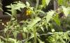 Massachusetts gardener gets plenty of tomato blooms, but 95-degree heat stalls the harvest