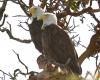 WEST SEATTLE BIRDS: Readers’ views of Alki’s eagles