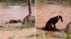 Bull elephant nearly disappears in Kenyan river, and his trunk takes over as a snorkel