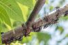 Spotted lanternflies are surging across Virginia, and experts say now is the time to crush them