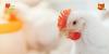 More than a byproduct: Soybean meal’s role in raising healthy poultry