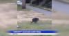 Viral raccoon Jimothy becomes Seattle's beloved local legend